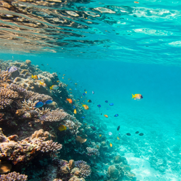 Unterwasserwelt voller Wunder